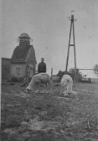 Узник Н.М.Тихомиров пасёт овец немца-фермера. Германия, 1942 г.